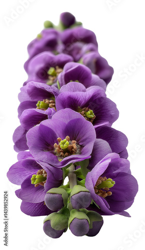Cluster of vibrant purple flowers with detailed green stamens and petals in close-up view.