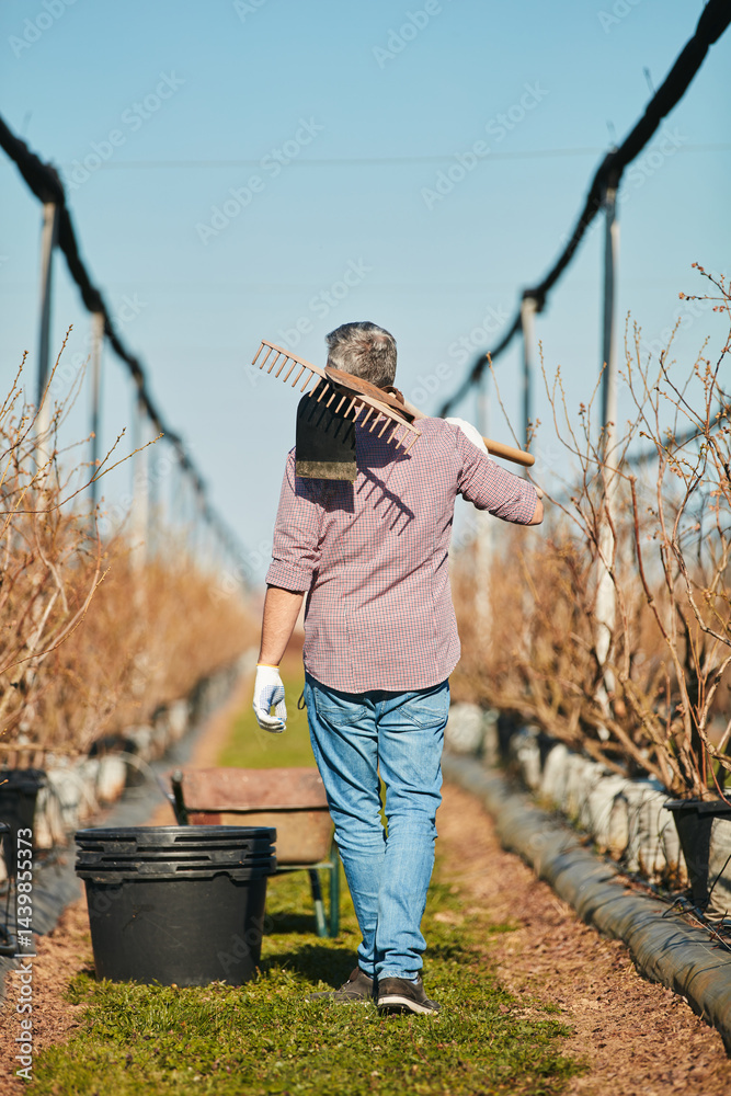 Man with gardening tools for maintaining blueberries organic farm.