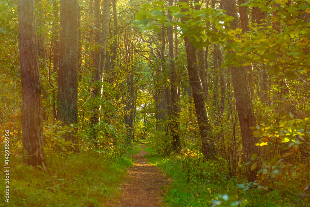 Obraz premium Narrow path in the park. A trodden path between trees in an autumn forest.
