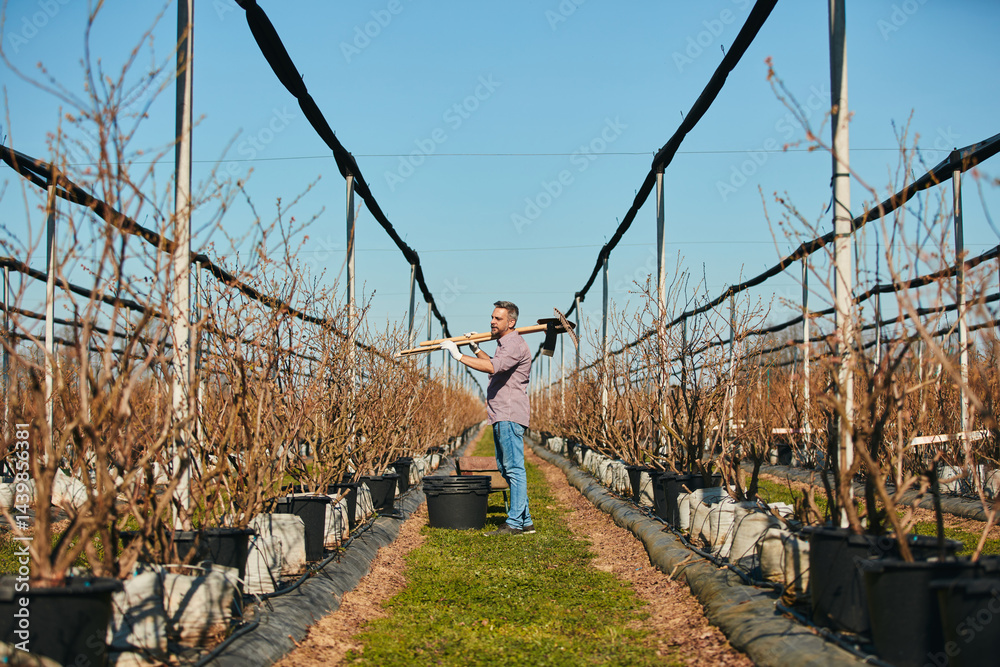 Man with gardening tools for maintaining blueberries organic farm.