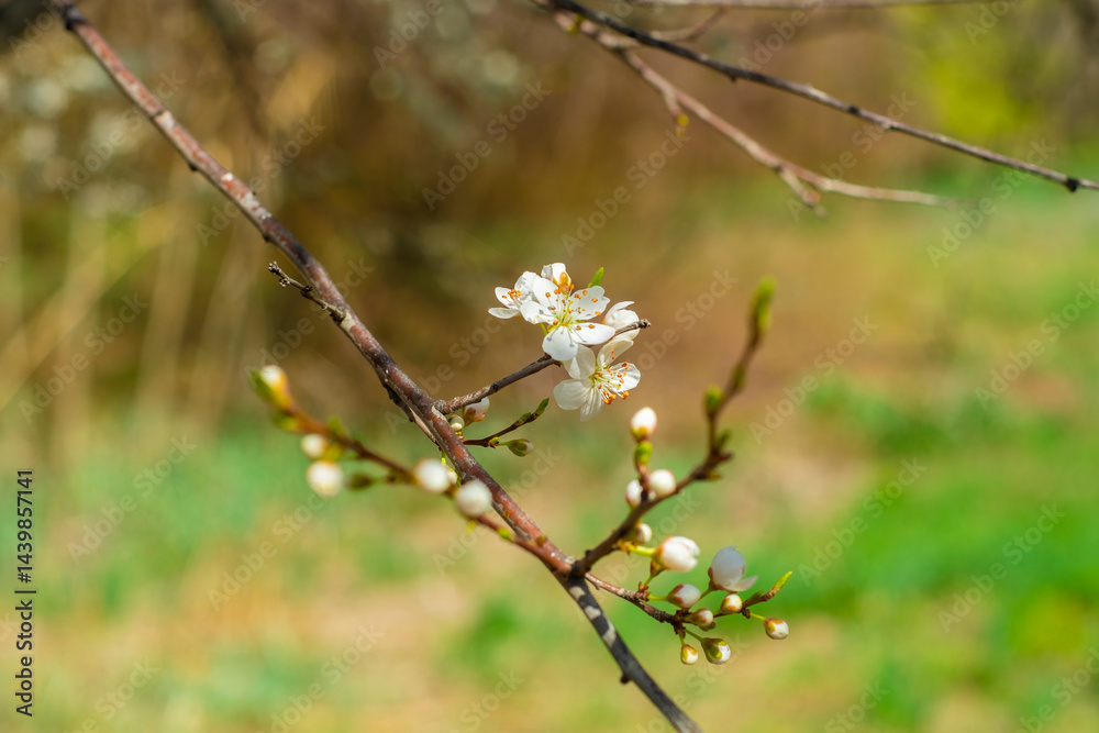 Close-up of tree branches with blooming white flowers. Close-up of tree branches with blooming white flowers.