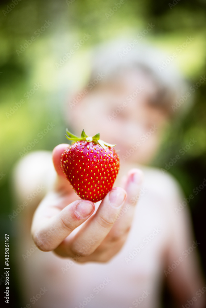 Obraz premium Boy Holding Strawberry in Summer, Close-Up of Fresh picked Fruit and Healthy Eating Concept
