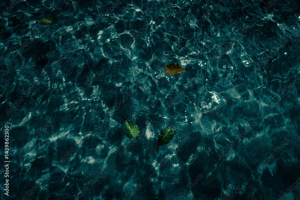 dark water with leaves