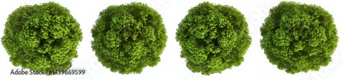 Four Round Heads of Fresh, Vibrant Greens