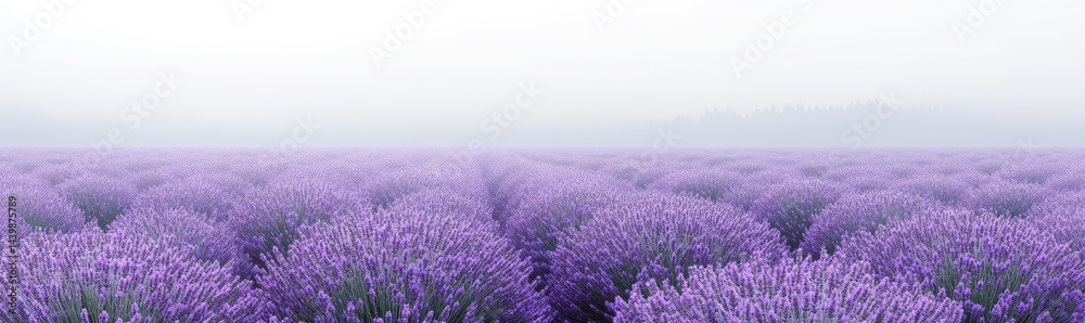 Obraz premium Misty lavender field stretching to a hazy horizon
