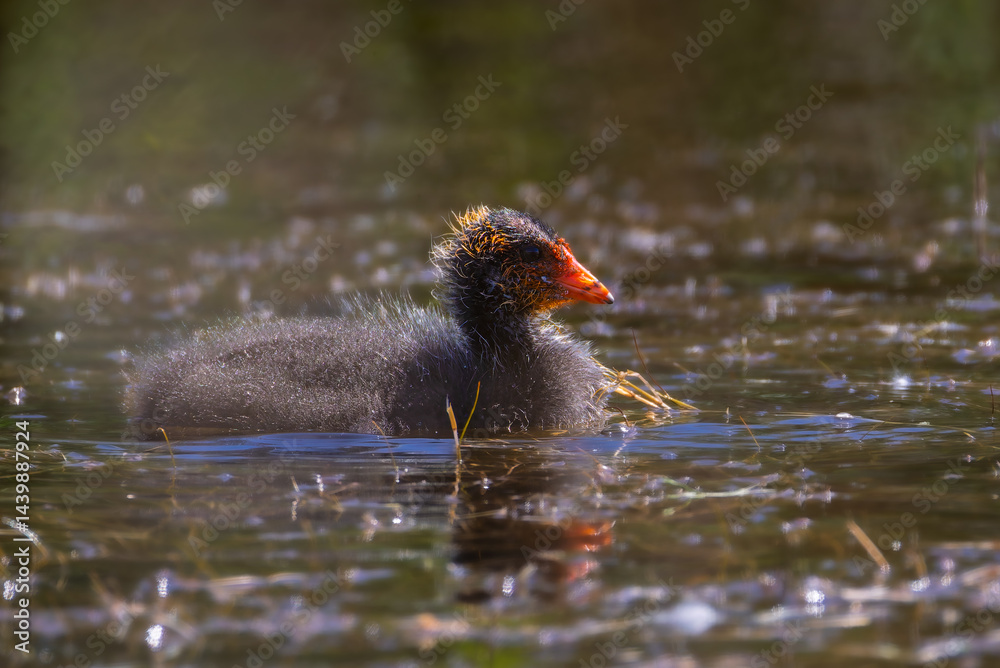 Juvenile Common Moorhen in a pond