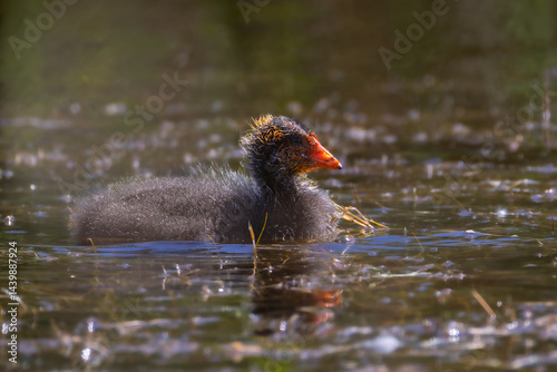 Obraz na płótnie Juvenile Common Moorhen in a pond w salonie