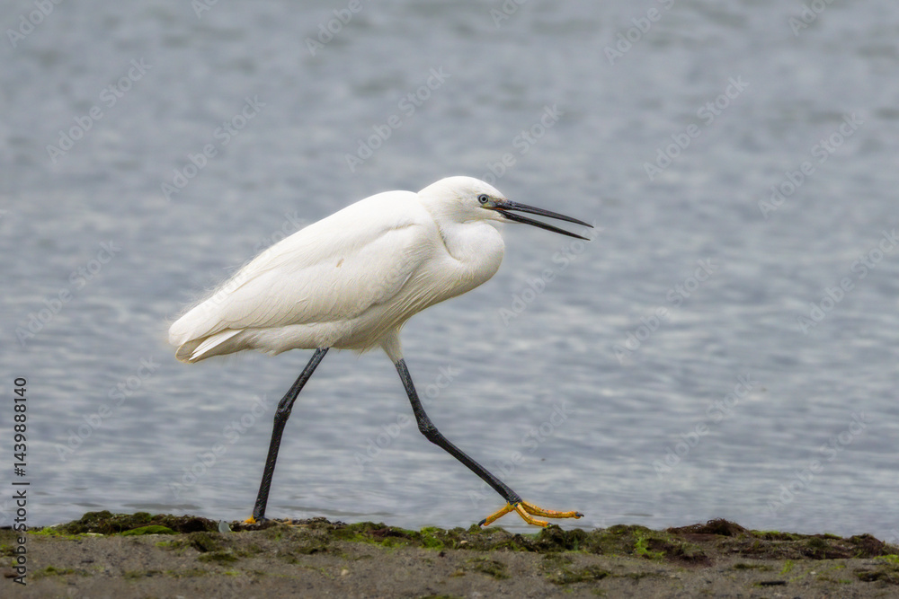 Little Egret at Lake Saint-Nazaire in Occitanie