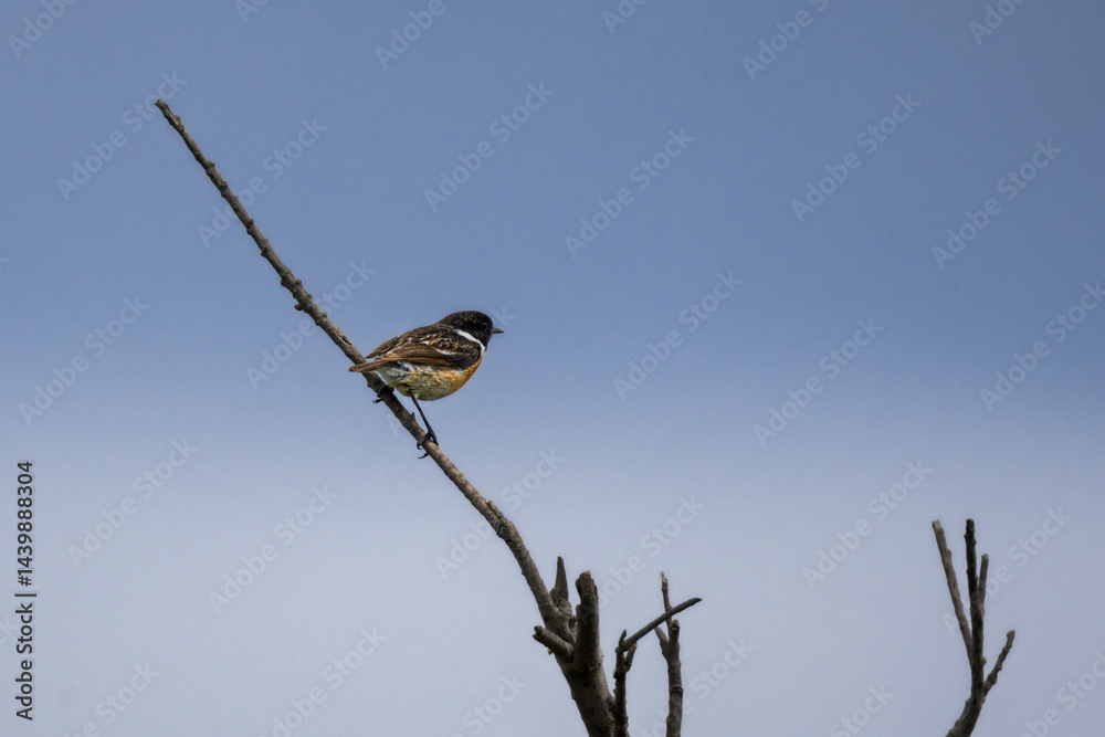 European Stonechat perched on a branch