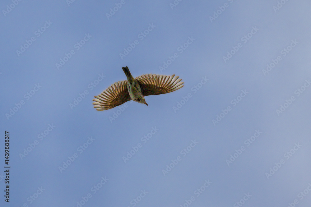 Greater Short-toed Lark in flight at Lake Saint-Nazaire