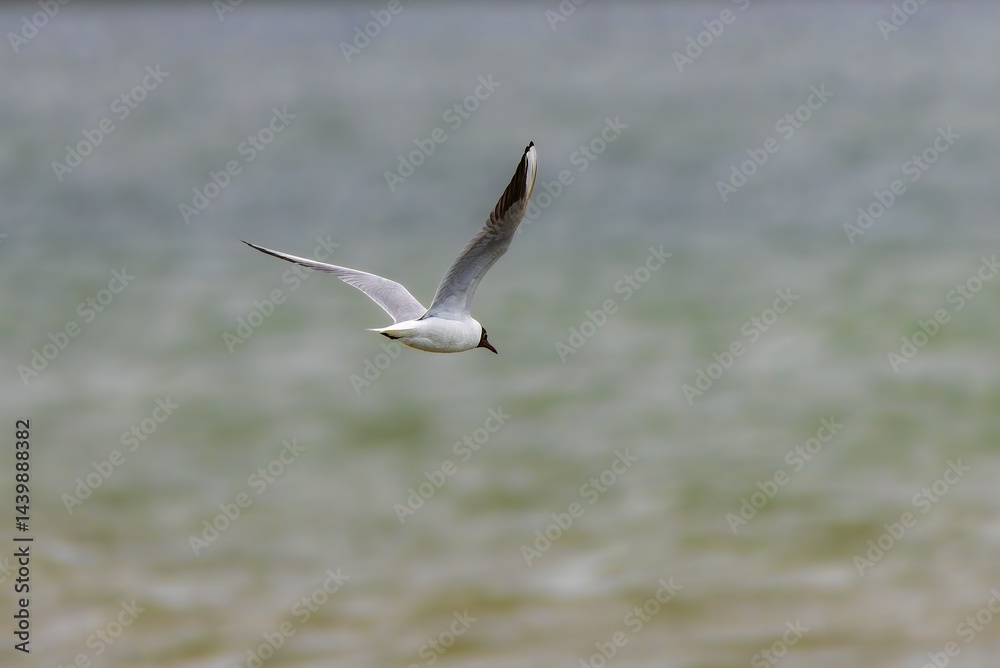 Black-headed Gull in flight at Lake Saint-Nazaire