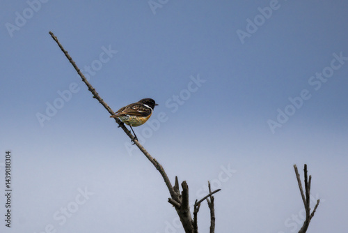 Obraz na płótnie European Stonechat perched on a branch w salonie