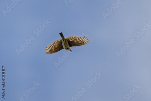 Obraz na płótnie Greater Short-toed Lark in flight at Lake Saint-Nazaire w salonie