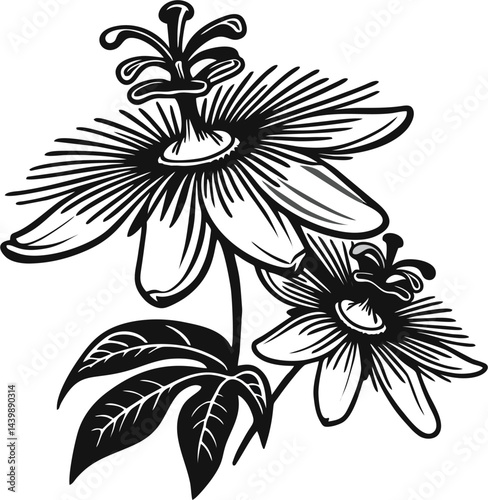 High-quality vector illustration of a passion flower, featuring intricate petals and vivid natural details