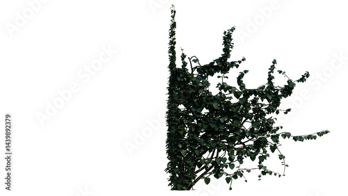 Ivy Plant