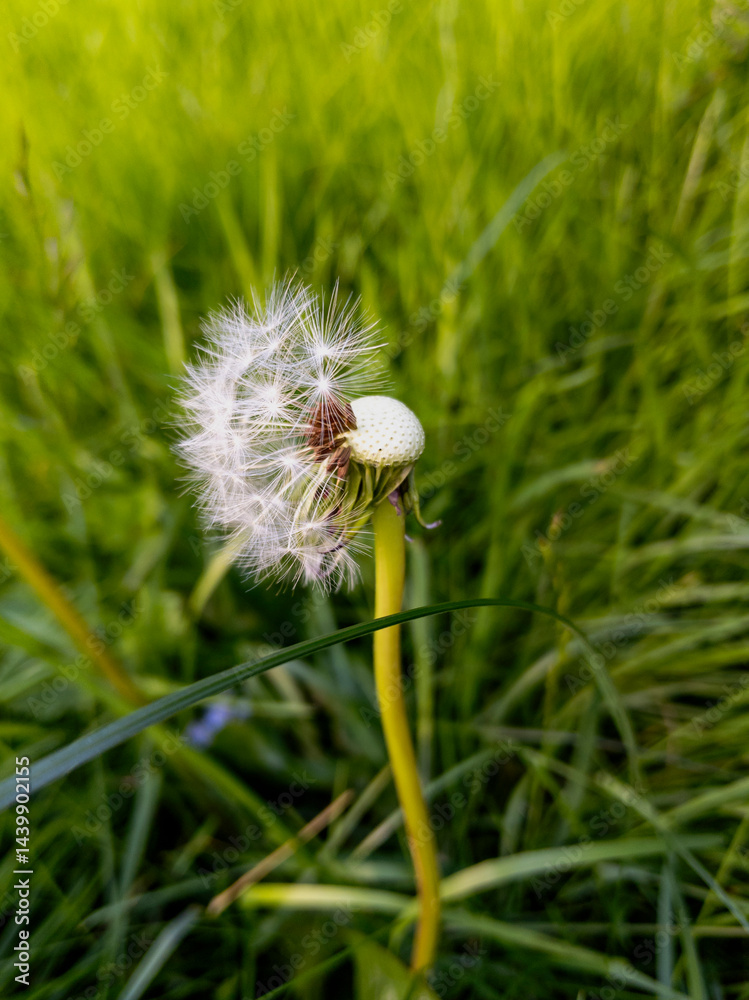 Common Dandelion, Glasgow, Scotland
