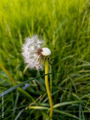 Obraz na płótnie Common Dandelion, Glasgow, Scotland w salonie