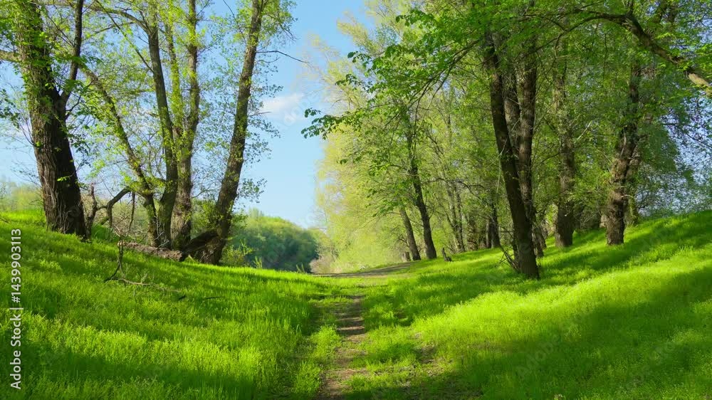 walking in forest and along paths, beautiful spring landscape, green grass and trees, beautiful nature
walking in forest and along paths, beautiful spring landscape, green grass and trees, beautiful nature