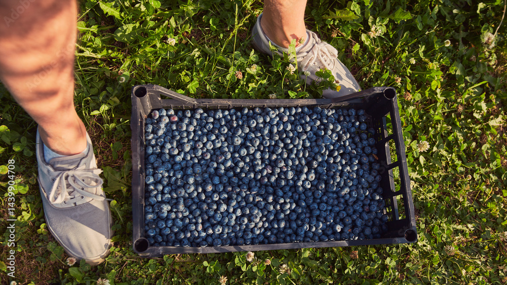 Farmer picking fresh blueberries on a farm.