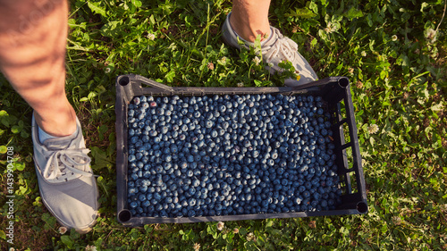 Obraz na płótnie Farmer picking fresh blueberries on a farm. w salonie