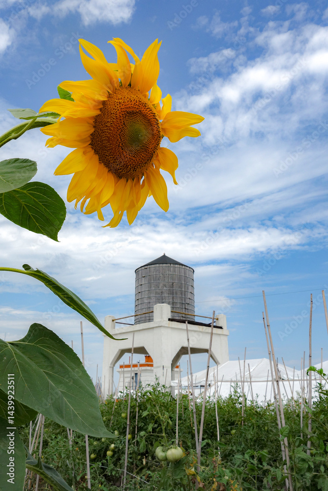 Rooftop farm operation and water tower in Brooklyn, NYC