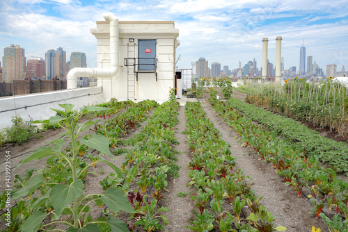 Obraz na płótnie The crops of a rooftop farming operation in Brooklyn, NYC w salonie