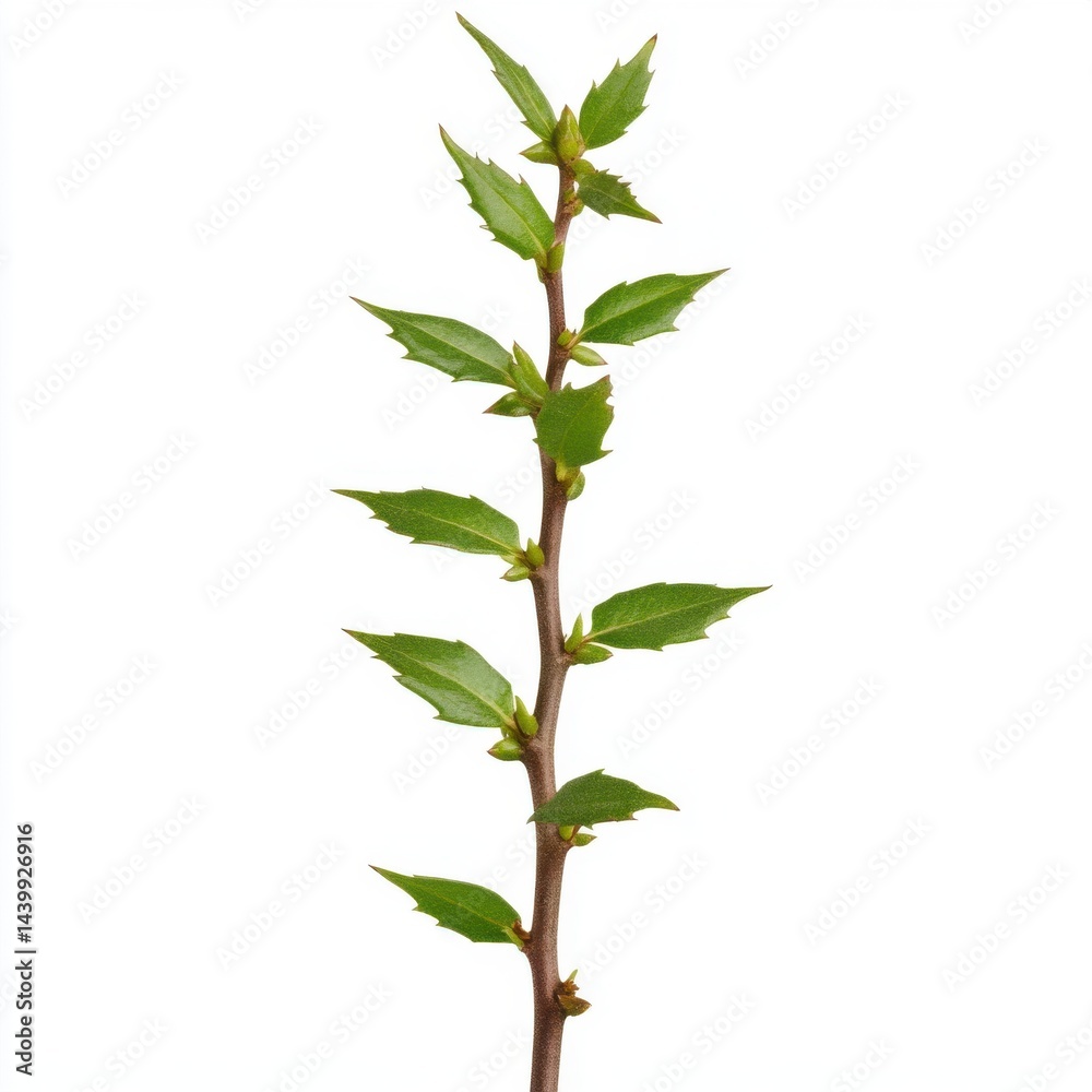 Fototapeta premium A detailed close-up shot reveals a single, isolated thorny wild bush sprig with vibrant green leaves and buds against a stark white background, showcasing its intricate texture and