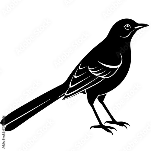 Mockingbird Silhouette vector illustration