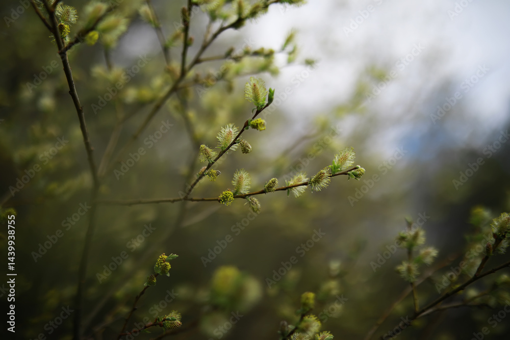 Springtime Blossom on Branch with Soft Focus Background in Natural Light