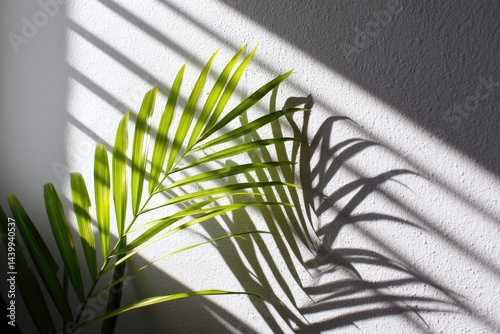 Palm leaf shadows on wall photo