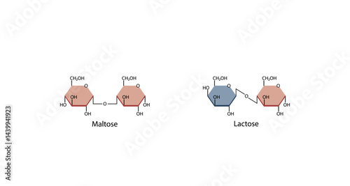 Disaccharides maltose and lactose structure. Vector Illustration.	
