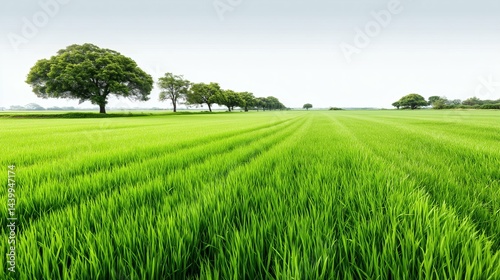 Obraz na płótnie Green farmland with rows of trees, Wide agricultural field with bright sky, Concept of agriculture and rural development w salonie