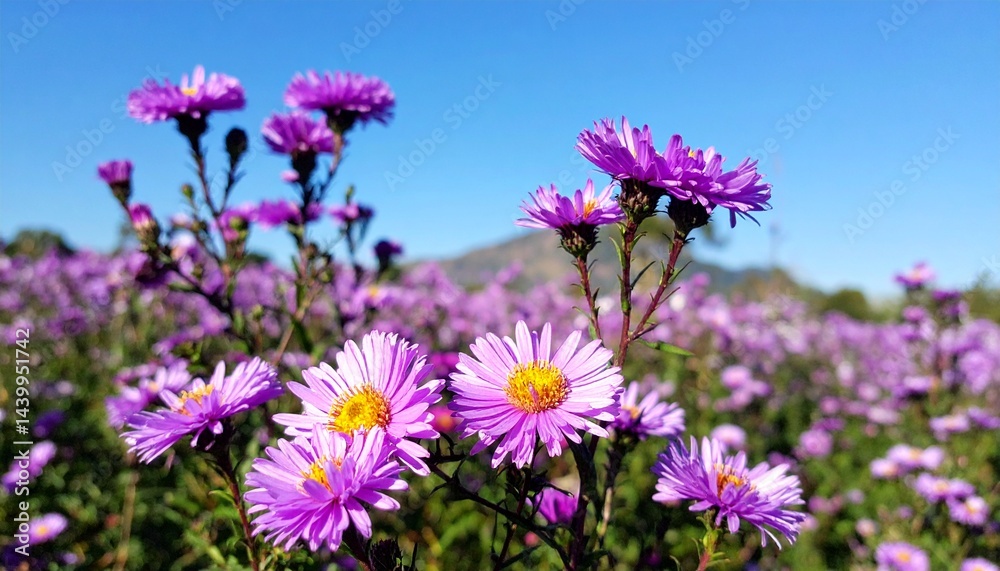 Fototapeta premium aster in the field, blue sky background