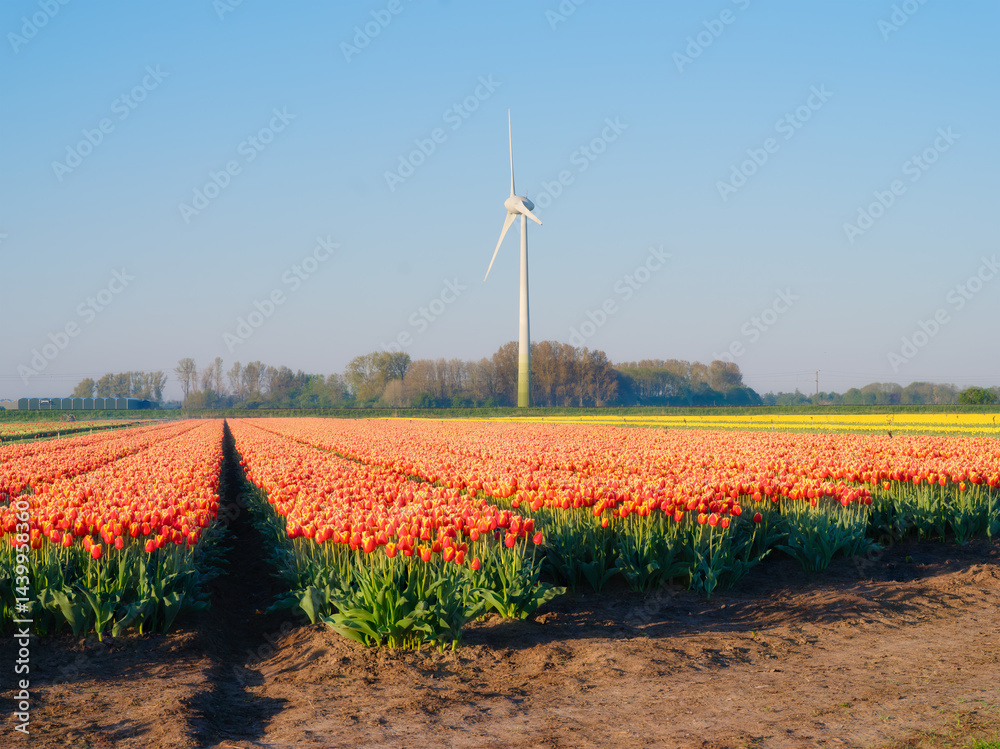 Field with tulip rows and wind turbines. Wind generator in a field in the Netherlands. Green energy production. Landscape with flowers at the day time. Postcard, wallpaper, background.