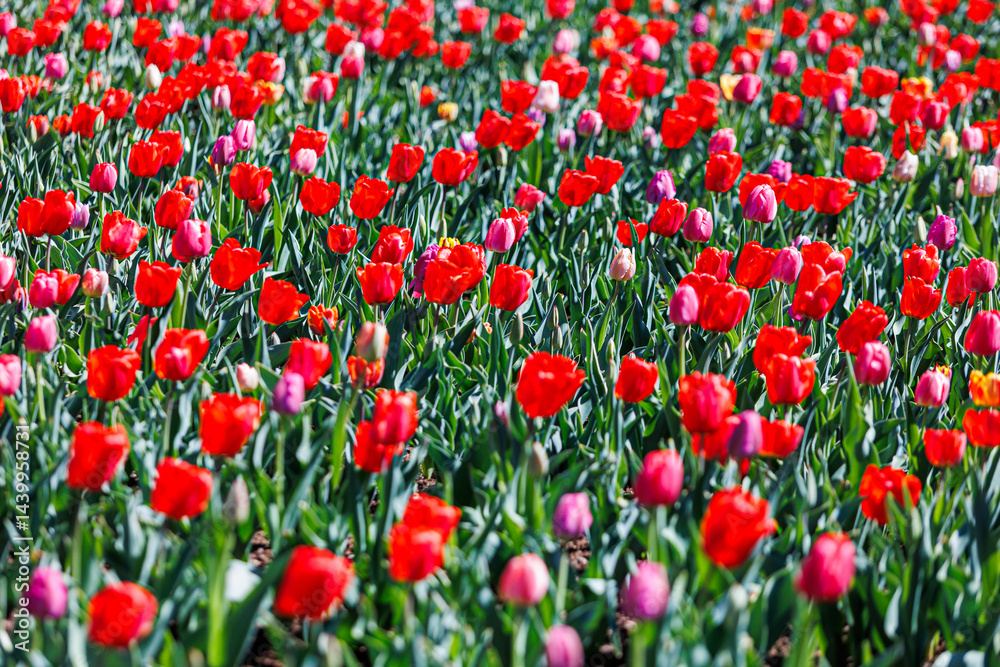 Field full of red, pink, and purple tulips blooming under bright sunlight. Field full of red, pink, and purple tulips blooming under bright sunlight.