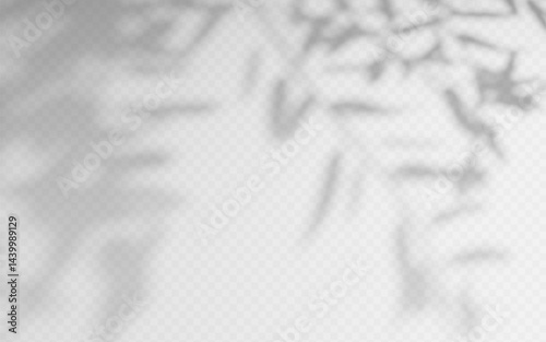 Shadow overlay from a tree branch isolated on a transparent background.