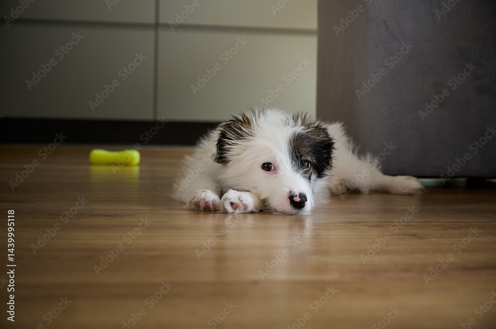 A bored four-month-old puppy lies on the floor.