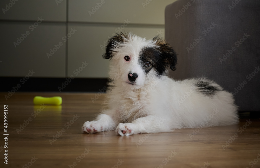 A bored four-month-old puppy lies on the floor.