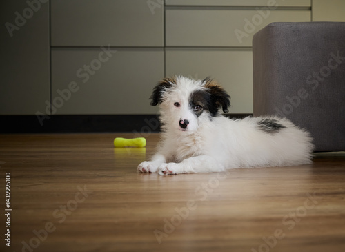 Obraz na płótnie A bored four-month-old puppy lies on the floor. w salonie