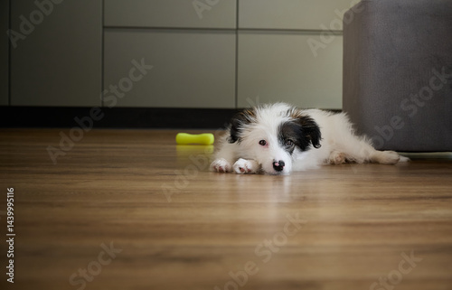 Obraz na płótnie A bored four-month-old puppy lies on the floor. w salonie