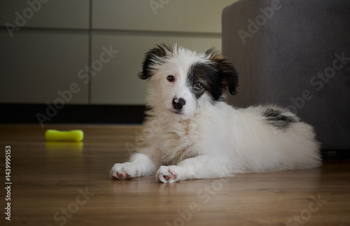 Obraz na płótnie A bored four-month-old puppy lies on the floor. w salonie