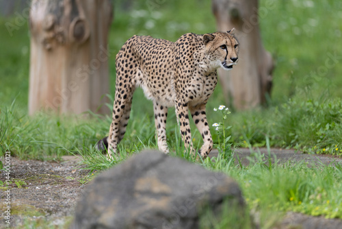 新緑のチーター