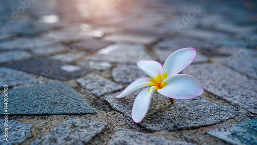 Yellow and white Plumeria Frangipani flowers. fall on gray concrete floor.