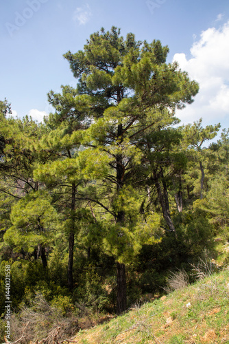 Pine is the name given to coniferous species that include forest trees from the Pinus genus of the Pinaceae family.