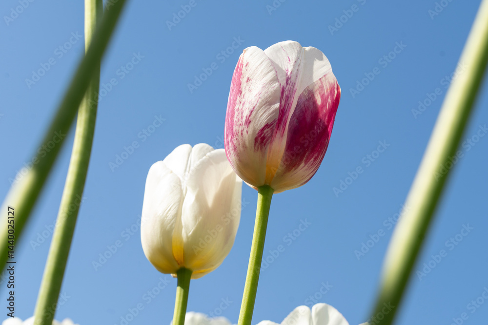 Pink tulip with blue sky in background.. Spring flowers.