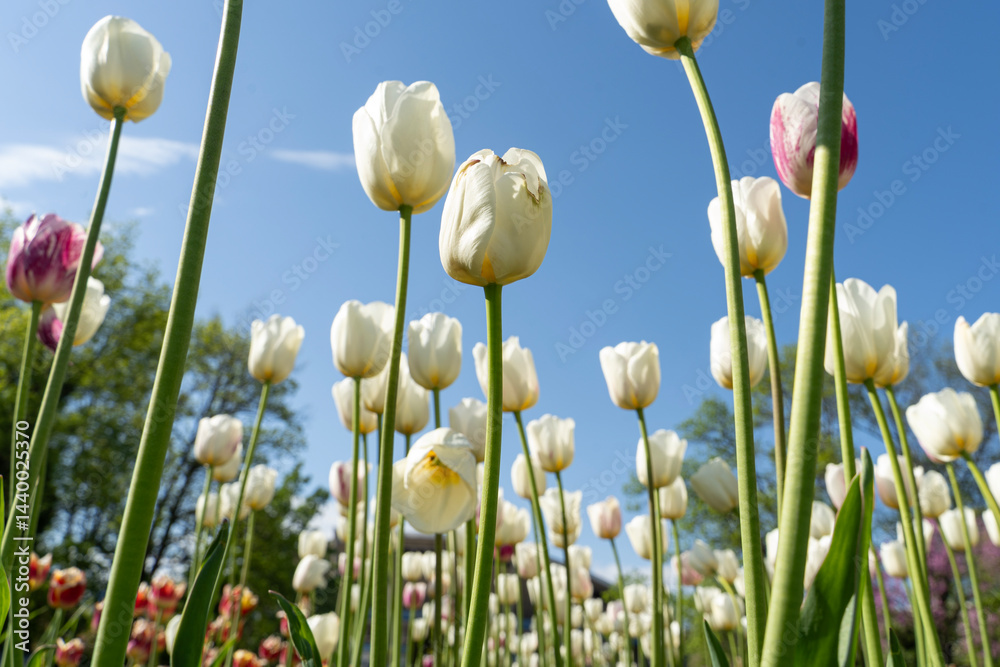 White tulips and blue sky in background.. Spring flowers.