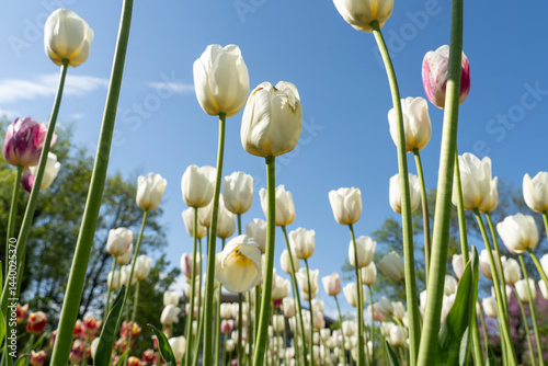 Obraz na płótnie White tulips and blue sky in background.. Spring flowers. w salonie