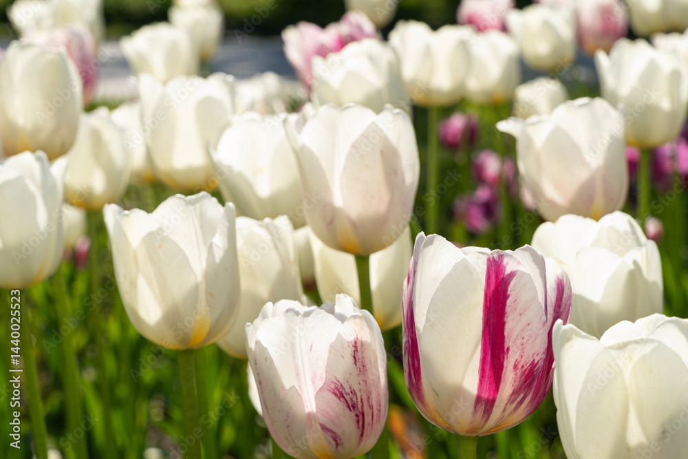 Field of Tulips. Spring flowers.
