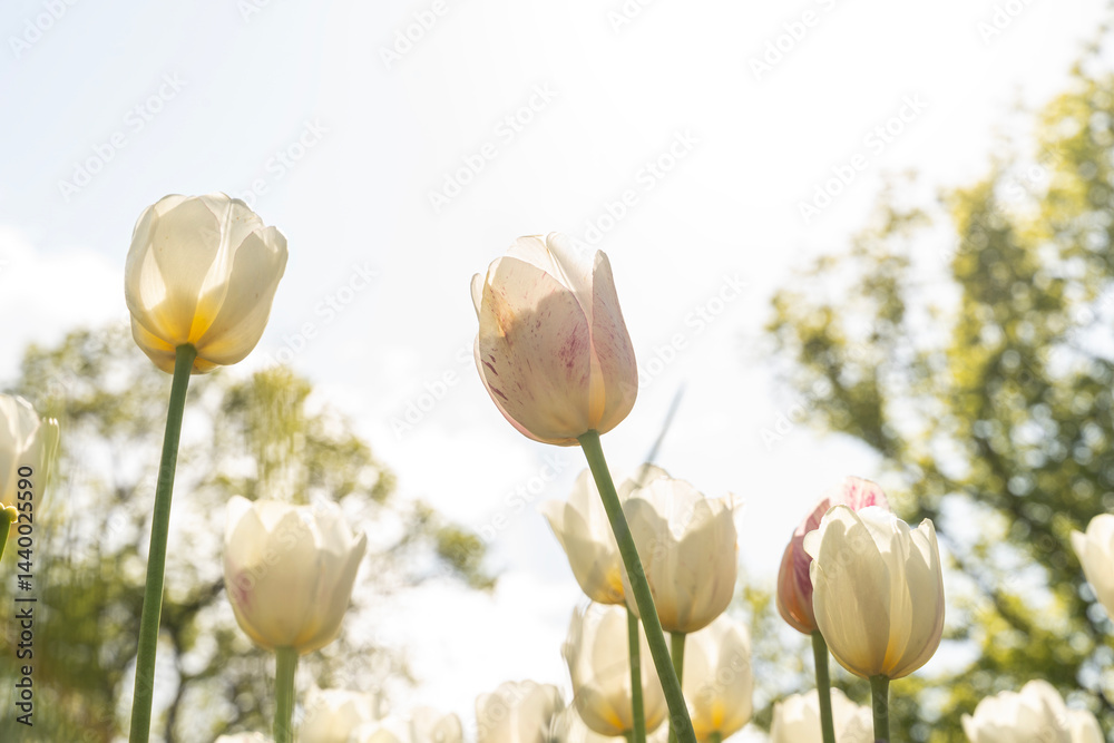 White tulips and blue sky in background.. Spring flowers.
