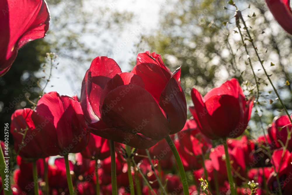 Red tulips infront of the sun.. Spring flowers.